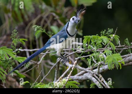 Weißer-Kehlkopf-Magpie-jay (Calocitta formosa), hoch oben auf einem Ast in einem Regenwald in Guatemala. Stockfoto