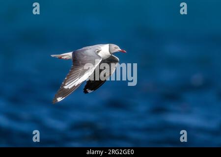 Nahe Erwachsener oder zweiter Sommer Graukopfmöwe (Chroicocephalus cirrocephalus poiocephalus) alias Grauhaubenmöwe, die über Iwik Beach, Banc d'Arguin, fliegt Stockfoto