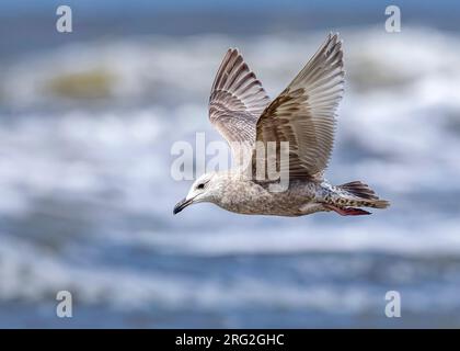 Erster Winter Thayer's Gull (Larus thayeri) über den Strand von Bergen-aan-Zee, Noord Holland, Niederlande. Stockfoto