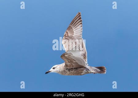 Erster Winter Thayer's Gull (Larus thayeri) über den Strand von Bergen-aan-Zee, Noord Holland, Niederlande. Stockfoto