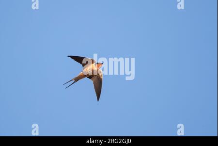 Schwalbe (Hirundo rustica erythrogaster), im Flug mit Unterkante in Dry Tortugas, Florida Stockfoto