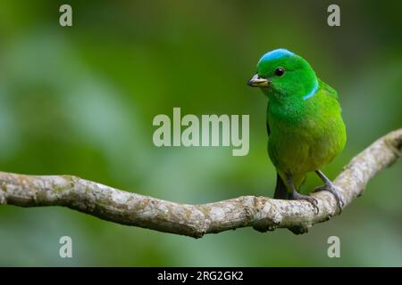 Weibliche Blaukronen-Chlorophonie (Chlorophonia occipitalis) hoch oben auf einem Ast in einem montanen Regenwald in Guatemala. Stockfoto