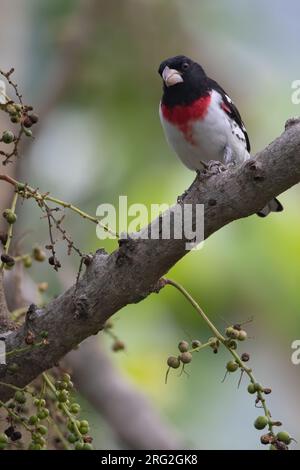 Männlicher Rosenschnabel, hoch oben auf einem Ast in einem Regenwald in Guatemala. Stockfoto