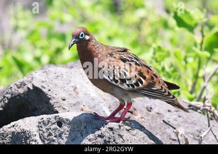 Galapagos-Taube (Zenaida galapagoensis) auf den Galapagos-Inseln. Stockfoto