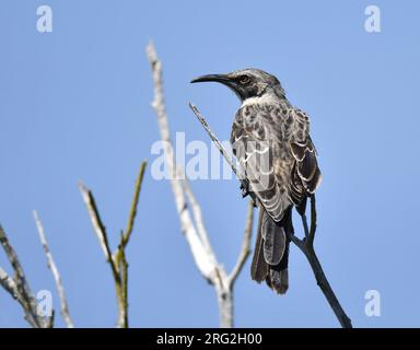 Hood Mockingbird (Mimus macdonaldi) auf den Galapagos-Inseln. Als bekannt als Espanola Mockingbird. Stockfoto