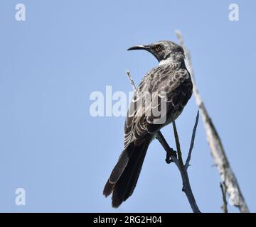 Hood Mockingbird (Mimus macdonaldi) auf den Galapagos-Inseln. Als bekannt als Espanola Mockingbird. Stockfoto