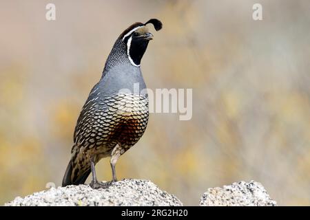 Männlicher Erwachsener California Quail Riverside Co., Kalifornien, USA. Stockfoto