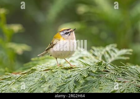 Männlicher Erwachsener Gemeiner Feuerrekruste (Regulus ignicapilla ignicapilla) auf einer Kiefer in Watermael-Boitsfort, Brüssel, Berbant, Belgien. Stockfoto