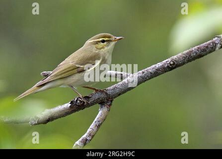 Arctic Warbler, Phylloscopus borealis, in Alaska, USA. Stockfoto