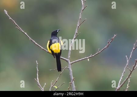 Erwachsener Schwarzbelüfteter Oriole, Icterus wagleri wagleri, hoch oben in einem Baum. Stockfoto