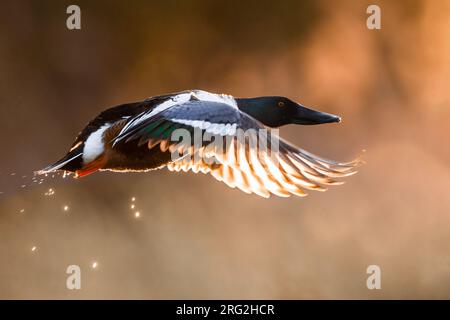 Northern Shoveler, Spatula clypeata, in Italien. Stockfoto