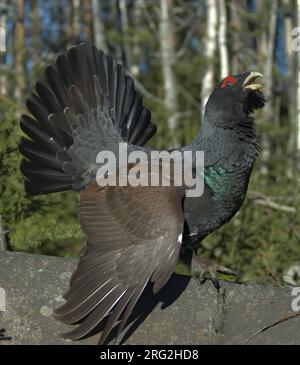 Westliche Capercaillie (Tetrao urogallus), Seitenansicht eines Mannes auf einem Felsen in Finnland Stockfoto