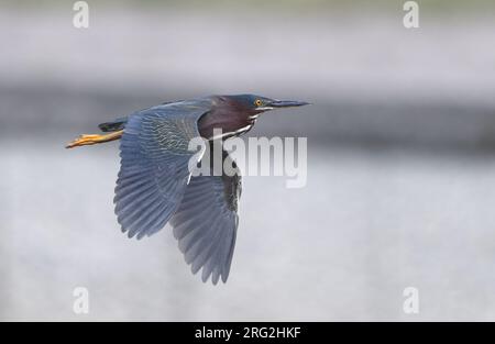 Green Heron, Butorides virescens, im Flug in Florida, USA Stockfoto