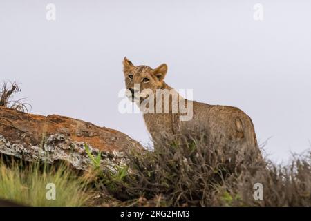 Ein Löwenjunges, Panthera leo, ruht auf einem Kopje, bekannt als Lion Rock im Lualenyi Reservat. Voi, Tsavo-Nationalpark, Kenia. Stockfoto