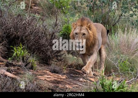 Ein Löwe, Panthera leo, der von einem Kopje, bekannt als Lion Rock im Lualenyi Reservat, hinuntergeht. Voi, Tsavo-Nationalpark, Kenia. Stockfoto