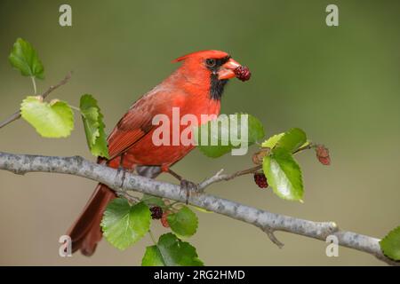 Erwachsener männlicher Nordkardinal (Cardinalis cardinalis), der während der Frühjahrswanderung auf einem Zweig in Galveston County, Texas, USA, sitzt. Stockfoto