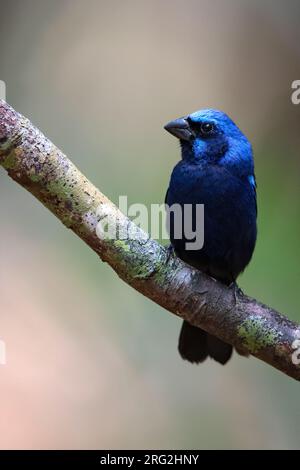 Blue Bunting (Cyanocompsa parellina) hoch oben auf einem Ast in einem Regenwald in Guatemala. Stockfoto