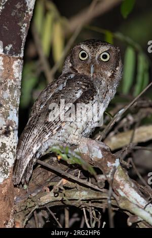 Guatemaltekische Kreischeule (Megascops guatemalae) hoch oben auf einem Ast in einem Regenwald in Guatemala. Auch bekannt als mittelamerikanische Kreischeule. Stockfoto