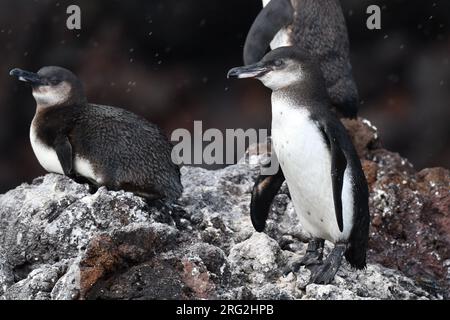 Galapagos-Pinguine (Spheniscus mendiculus), Insel Isabela, auf den Galapagos-Inseln. Stockfoto