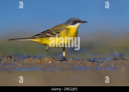 Grauköpfiger Wagtail, Motacilla thunbergi, während der Frühjahrswanderung in Italien auf dem Boden. Stockfoto