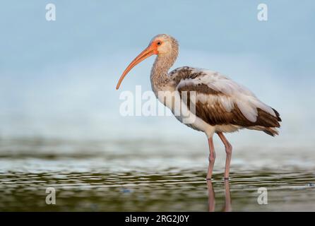 Unreife American White Ibis (Eudocimus albus) im flachen Wasser in Galveston County, Texas, USA. Stockfoto