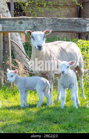 Schafe; Ovis Orientalis Aries. Schafe mit zwei kleinen Lämmern auf dem Feld. Hochformat Stockfoto