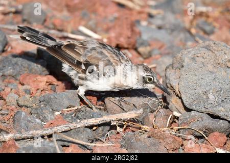 Galapagos Mockingbird, Mimus parvulus, auf den Galapagos-Inseln. Ich Suche nach Essen. Stockfoto