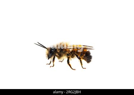 Red Mason Bee, Rosse metselbij, Osmia bicornis Stockfoto