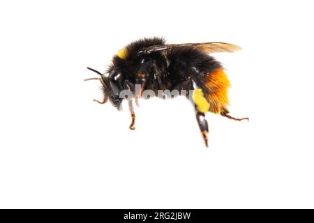 Frühe Bumblebee, Bombus pratorum Stockfoto