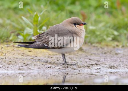 Collared Pratincole (Glareola Pratincola), Seitenansicht eines Erwachsenen, der auf dem Boden steht, Kampanien, Italien Stockfoto