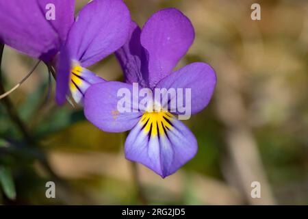 Duinviooltje, Dune Pansy, Viola tricolor subsp. Curtisii Stockfoto