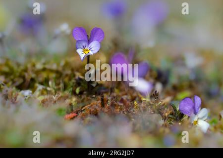 Duinviooltje, Dune Pansy, Viola tricolor subsp. Curtisii Stockfoto