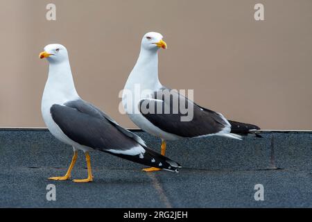 Paar der Kleinen Schwarzrückenmöwen (Larus fuscus) in Katwijk in den Niederlanden. Nisting auf einem städtischen Dach. Stockfoto