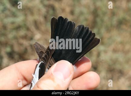 Zweites Kalenderjahr: Männlicher Collared Flycatcher (Ficedula albicollis), gefangen in Eilat, Israel. Mit Schwanzfedern. Stockfoto