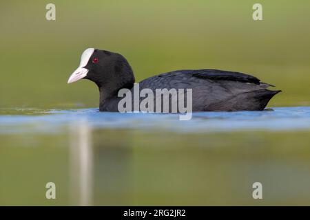 Eurasischer Coot (Fulica atra), Seitenansicht eines erwachsenen Schwimmens Kampanien, Italien Stockfoto