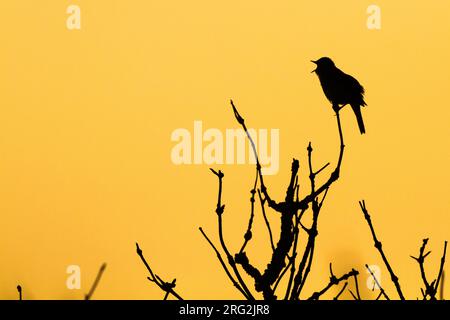 Gemeine Nachtigall, Luscinia megarhynchos singen im Frühling in Vegetation in den Dünen Stockfoto