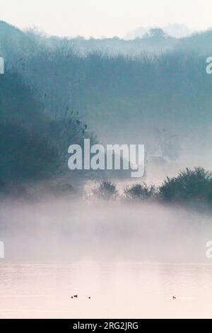 Sonnenaufgang über den Dünen im Nebel bei Berkheide, National Parc, Hollands Duin Stockfoto
