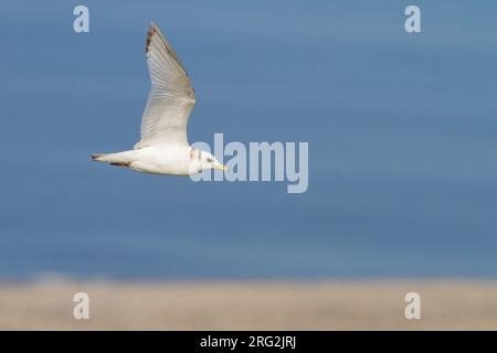 Drieteenmeeuw, Schwarzbein-Kittiwake, Rissa tridactyla, erster Sommer 2cy Stockfoto