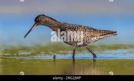 Erwachsener, Sommer gepunkteter Rotschopf (Tringa erythropus), Futtersuche in einem Teich in der Nähe von Florenz, Italien. Stockfoto