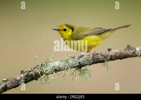 Erwachsene Frau mit Kapuze (Setophaga citrina) während der Frühjahrswanderung im Galveston County, Texas, USA. Stockfoto