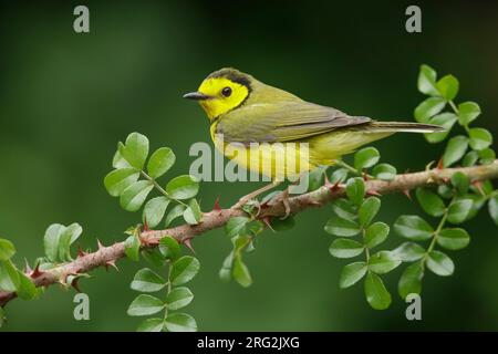 Erwachsene Frau mit Kapuze (Setophaga citrina) während der Frühjahrswanderung im Galveston County, Texas, USA. Stockfoto