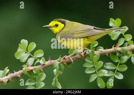 Erwachsene Frau mit Kapuze (Setophaga citrina) während der Frühjahrswanderung im Galveston County, Texas, USA. Stockfoto