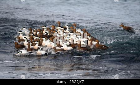 Herde von Gemeinen Eidern (Somateria mollissima), die in der Brandung des Atlantischen Ozeans schwimmen. Stockfoto