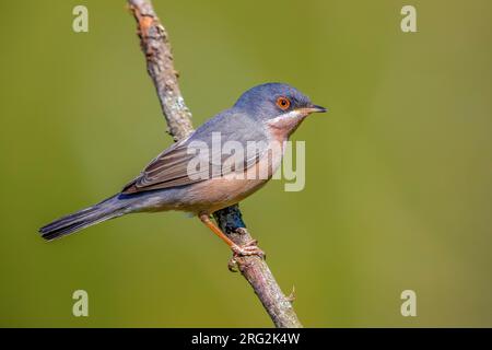 Der männliche Moltoni's Warbler (Curruca subalpina) auf einem Zweig in Firenzuola, Florenz, Toskani, Italien. Stockfoto