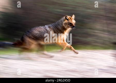 Der eurasische Goldschakal (Canis aureus moreoticus) im Donaudelta in Rumänien. Stockfoto