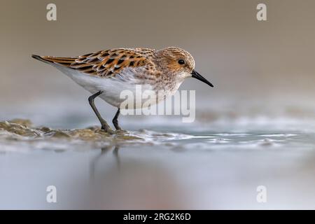 Kleiner Stint, Calidris minuta, steht im flachen Wasser in Italien. Stockfoto
