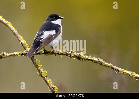 Ausgewachsener männlicher europäischer Rattenfänger, Ficedula hypoleuca, in Italien. Hoch oben auf einem Zweig. Stockfoto