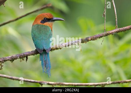 Breitschattenmütze (Electron platyrhynchum platyrhynchum) im Farallones-Nationalpark, Kolumbien. Stockfoto