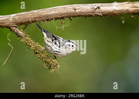 Erwachsenenweib-Schwarzweiß-Warbler (Mniotilta Varia) während der Frühjahrswanderung im Galveston County, Texas, USA. Sie sitzt auf einem moosbedeckten Ast. Stockfoto