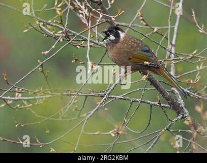 Gesang des Schwarzgesicht-Lachsohres (Trochalopteron Affine) in Nordost-Indien. Stockfoto